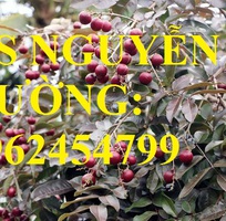 1 Cung cấp giống cây nhãn tím, nhãn đỏ, cây giống sinh trưởng phát triển tốt, giao cây toàn quốc