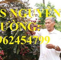 2 Cung cấp giống cây nhãn tím, nhãn đỏ, cây giống sinh trưởng phát triển tốt, giao cây toàn quốc