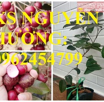 3 Cung cấp giống cây nhãn tím, nhãn đỏ, cây giống sinh trưởng phát triển tốt, giao cây toàn quốc