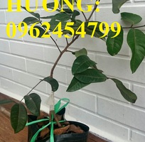 4 Cung cấp giống cây nhãn tím, nhãn đỏ, cây giống sinh trưởng phát triển tốt, giao cây toàn quốc