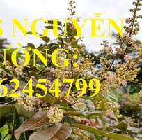 5 Cung cấp giống cây nhãn tím, nhãn đỏ, cây giống sinh trưởng phát triển tốt, giao cây toàn quốc