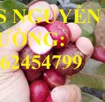 6 Cung cấp giống cây nhãn tím, nhãn đỏ, cây giống sinh trưởng phát triển tốt, giao cây toàn quốc