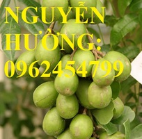 Cung cấp cây giống cóc thái, cây giống sinh trưởng phát triển tốt cho năng suất cao