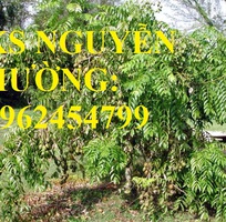 1 Cung cấp cây giống cóc thái, cây giống sinh trưởng phát triển tốt cho năng suất cao