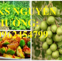 3 Cung cấp cây giống cóc thái, cây giống sinh trưởng phát triển tốt cho năng suất cao
