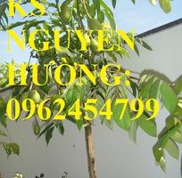 6 Cung cấp cây giống cóc thái, cây giống sinh trưởng phát triển tốt cho năng suất cao