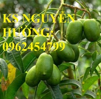 8 Cung cấp cây giống cóc thái, cây giống sinh trưởng phát triển tốt cho năng suất cao