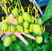 7 Cung cấp cây giống cóc thái, cây giống sinh trưởng phát triển tốt cho năng suất cao