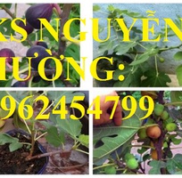 1 Cung cấp giống cây sung mỹ, sung ngọt, sung đường, cây giống sinh trưởng tốt năng suất cao