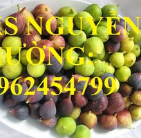 4 Cung cấp giống cây sung mỹ, sung ngọt, sung đường, cây giống sinh trưởng tốt năng suất cao