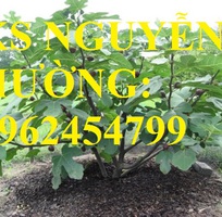 5 Cung cấp giống cây sung mỹ, sung ngọt, sung đường, cây giống sinh trưởng tốt năng suất cao