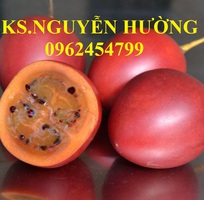 3 Địa chỉ cung cấp cây giống cà chua thân gỗ, hạt giống cà chua thân gỗ, cây giống cho năng suất cao