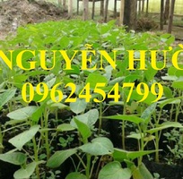 4 Địa chỉ cung cấp cây giống cà chua thân gỗ, hạt giống cà chua thân gỗ, cây giống cho năng suất cao