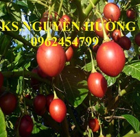 6 Địa chỉ cung cấp cây giống cà chua thân gỗ, hạt giống cà chua thân gỗ, cây giống cho năng suất cao