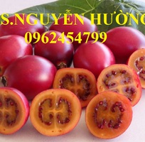 8 Địa chỉ cung cấp cây giống cà chua thân gỗ, hạt giống cà chua thân gỗ, cây giống cho năng suất cao