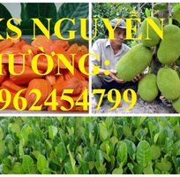 Cung cấp cây giống mít thái siêu sớm ruột đỏ, mít ruột đỏ, cây giống sinh trưởng tốt năng suất cao