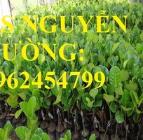 1 Cung cấp cây giống mít thái siêu sớm ruột đỏ, mít ruột đỏ, cây giống sinh trưởng tốt năng suất cao