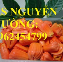 2 Cung cấp cây giống mít thái siêu sớm ruột đỏ, mít ruột đỏ, cây giống sinh trưởng tốt năng suất cao
