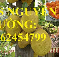 3 Cung cấp cây giống mít thái siêu sớm ruột đỏ, mít ruột đỏ, cây giống sinh trưởng tốt năng suất cao