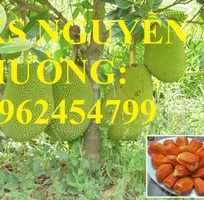 4 Cung cấp cây giống mít thái siêu sớm ruột đỏ, mít ruột đỏ, cây giống sinh trưởng tốt năng suất cao