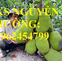 5 Cung cấp cây giống mít thái siêu sớm ruột đỏ, mít ruột đỏ, cây giống sinh trưởng tốt năng suất cao
