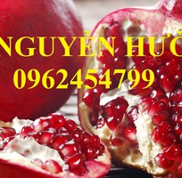 Cung cấp giống cây lựu lùn, lựu lùn ấn độ, lựu lùn ai cập, giao cây toàn quốc