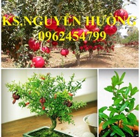 2 Cung cấp giống cây lựu lùn, lựu lùn ấn độ, lựu lùn ai cập, giao cây toàn quốc