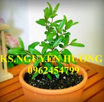 3 Cung cấp giống cây lựu lùn, lựu lùn ấn độ, lựu lùn ai cập, giao cây toàn quốc