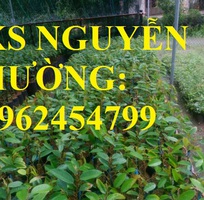 Cung cấp cây giông sầu riêng ruột đỏ, cây giống năng suất cao,trung tâm cung cấp cây giống toàn quốc