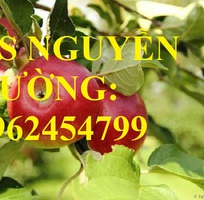 Địa chỉ cung cấp cây giống táo tây ruột đỏ, cây giống chuẩn chất lượng cho năng suất cao