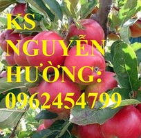 1 Địa chỉ cung cấp cây giống táo tây ruột đỏ, cây giống chuẩn chất lượng cho năng suất cao