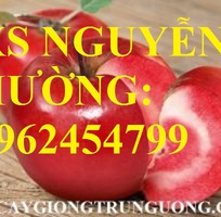 2 Địa chỉ cung cấp cây giống táo tây ruột đỏ, cây giống chuẩn chất lượng cho năng suất cao