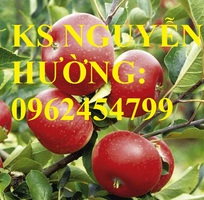 3 Địa chỉ cung cấp cây giống táo tây ruột đỏ, cây giống chuẩn chất lượng cho năng suất cao