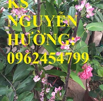 4 Địa chỉ cung cấp cây giống táo tây ruột đỏ, cây giống chuẩn chất lượng cho năng suất cao