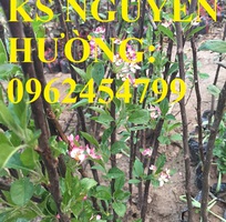 5 Địa chỉ cung cấp cây giống táo tây ruột đỏ, cây giống chuẩn chất lượng cho năng suất cao