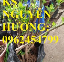 6 Địa chỉ cung cấp cây giống táo tây ruột đỏ, cây giống chuẩn chất lượng cho năng suất cao