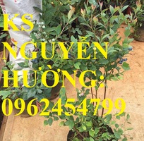 Địa chỉ chuyên cung cấp cây giống việt quất, hướng dẫn cách trồng và chăm sóc cây việt quất