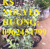 1 Địa chỉ chuyên cung cấp cây giống việt quất, hướng dẫn cách trồng và chăm sóc cây việt quất