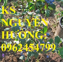 2 Địa chỉ chuyên cung cấp cây giống việt quất, hướng dẫn cách trồng và chăm sóc cây việt quất