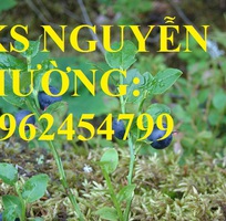 3 Địa chỉ chuyên cung cấp cây giống việt quất, hướng dẫn cách trồng và chăm sóc cây việt quất