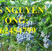 4 Địa chỉ chuyên cung cấp cây giống việt quất, hướng dẫn cách trồng và chăm sóc cây việt quất