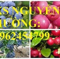 5 Địa chỉ chuyên cung cấp cây giống việt quất, hướng dẫn cách trồng và chăm sóc cây việt quất