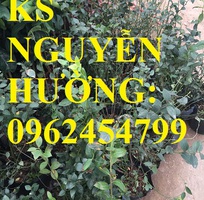6 Địa chỉ chuyên cung cấp cây giống việt quất, hướng dẫn cách trồng và chăm sóc cây việt quất