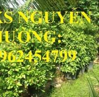 1 Địa chỉ chuyên cung cấp giống cây thần kỳ, hướng dẫn cách trồng và chăm sóc cây thần kỳ