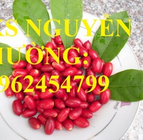 4 Địa chỉ chuyên cung cấp giống cây thần kỳ, hướng dẫn cách trồng và chăm sóc cây thần kỳ