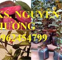 Cung cấp giống cây ổi tím, cây ổi đỏ và các loại giống cây ăn quả khác, giao cây toàn quốc