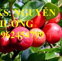 1 Cung cấp giống cây ổi tím, cây ổi đỏ và các loại giống cây ăn quả khác, giao cây toàn quốc
