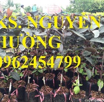 2 Cung cấp giống cây ổi tím, cây ổi đỏ và các loại giống cây ăn quả khác, giao cây toàn quốc