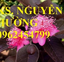 3 Cung cấp giống cây ổi tím, cây ổi đỏ và các loại giống cây ăn quả khác, giao cây toàn quốc