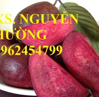 4 Cung cấp giống cây ổi tím, cây ổi đỏ và các loại giống cây ăn quả khác, giao cây toàn quốc
